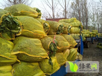 2014年山东金乡北京新三号价格