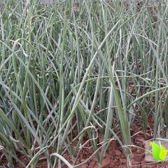 2014鱼台洋葱苗现正在出售中....