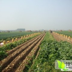山东滕州荷兰十五土豆价格适宜