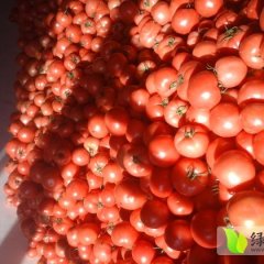 辽宁黑山硬粉西红柿质量上乘