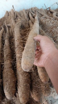 2015年山东牡丹菏泽日本白价格