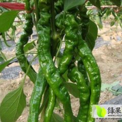 山东昌乐陇椒辣椒营养丰富