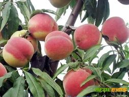 费县蜜桃名扬天下,上冶许绍华诚信合作