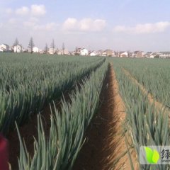 2017刘浩1月—5月大葱