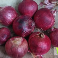 2014察右后旗洋葱现在订货有惊喜