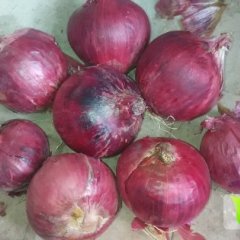 察右后旗旗紫皮洋葱颜色俱佳 保证质量 价格合理