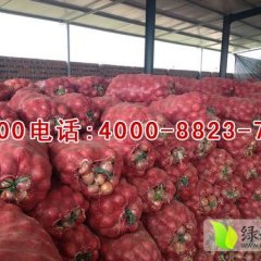 金乡卜集薛经理12月扁型二红洋葱