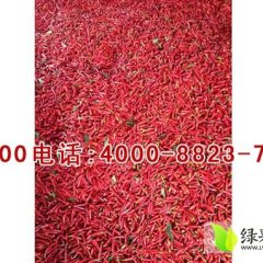 2014金乡辣椒抓住商机无限