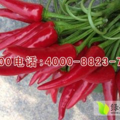 2014金乡辣椒收购工作全面开展