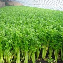 安徽砀山芹菜美国西芹芹菜_芹菜苗价格