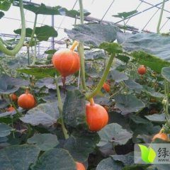 2014大丰南瓜价格波动不大