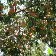 平邑山楂价格行情平稳,山东廉士清诚信合作