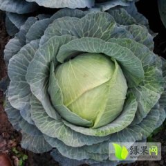 君山甘蓝聚焦市场,广兴阿威诚信合作