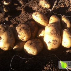 土默特左旗土豆价格适宜,沙尔赵小飞诚信合作