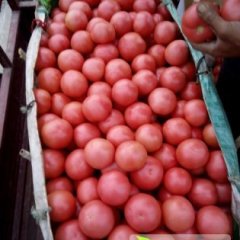 岱岳房村邹大壮11月硬粉西红柿