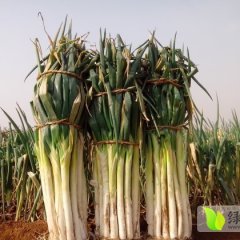 山东莱城长白大葱