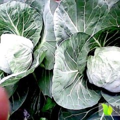 金乡甘蓝随行就市,鸡术周先生诚信合作