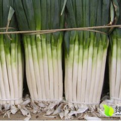 平度张戈李先生11月铁杆大葱