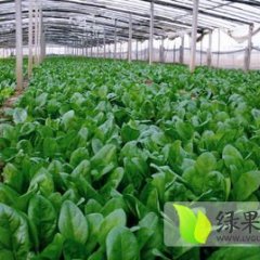 惠民麻店李其新11月大叶菠菜