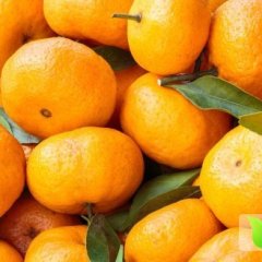 东莞下桥方少群11月南丰蜜桔柑橘