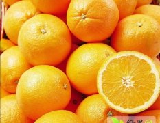 广东东莞秭归脐橙价格适宜