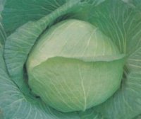 君山广兴袁凯11月平包甘蓝