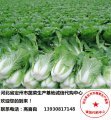 定州白菜长势喜人,今年必是丰收年