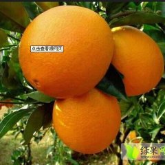 纽荷尔脐橙