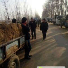 昌邑大章高磊11月长白大葱