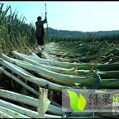 2014庆云大葱值得出手