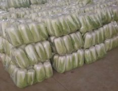 肥城桃园白鹤10月北京新三号白菜