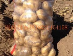 河北围场荷兰十五土豆逐渐升温