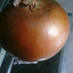 出售优质冷库红，黄皮洋葱