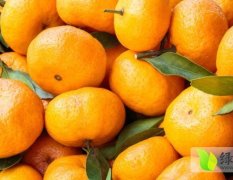 专业代销柑橘