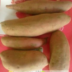 供应库存红薯饶阳的价格合理