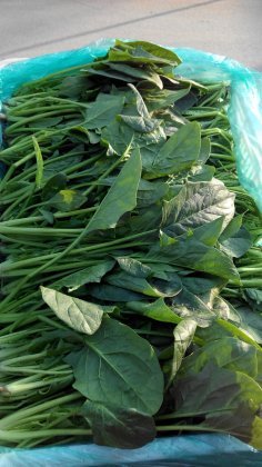 2014年山东东昌府大叶菠菜价格