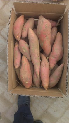 2014威县红薯价格波动不大