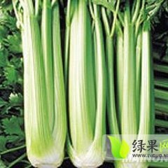 彭州军乐杨爽8月美国西芹芹菜