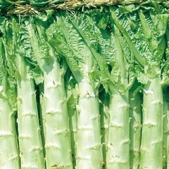 彭州莴苣上货量大,军乐杨爽诚信合作