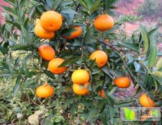 湖南张家界巴西桔柑橘品质优良