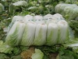 2014年湖南君山87-114白菜价格