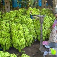 武鸣太平黄勇攀11月香蕉西瓜