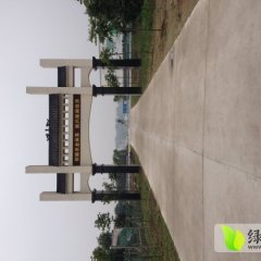 湖北钟祥硬粉西红柿质量上乘