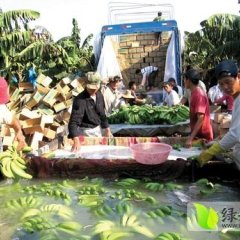 武鸣香蕉随行就市,1597韦祥诚信合作