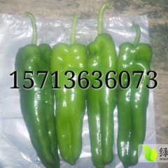 夏邑辣椒上市了，再不来就没机会了。