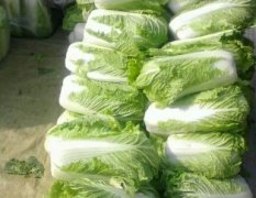 肥城王庄刘芳10月北京新三号白菜