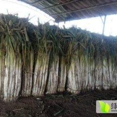 昌邑长白大葱上市啦 18765773666