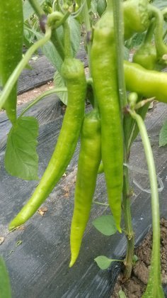 2014诸城辣椒走过路过不要错过