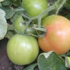 山东诸城博粉西红柿品质优良