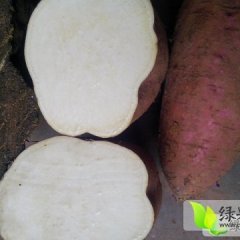 内江市中红薯价格行情平稳,凌家陈益诚信合作